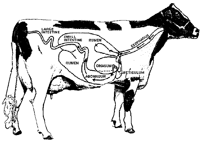 Cow Digestive Tract