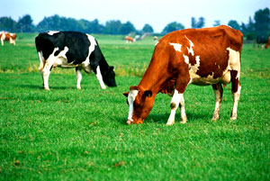 Blue sky and cow on grass