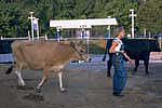 Brown Swiss Cow