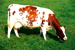 WhiteBrown cow on grass