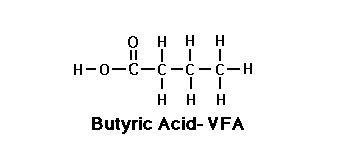 Butyric Acid