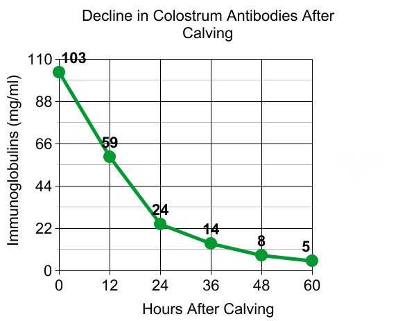 Colostum Antibody Drop-off Graph