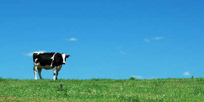 MedCowBlueSky Cow on pasture