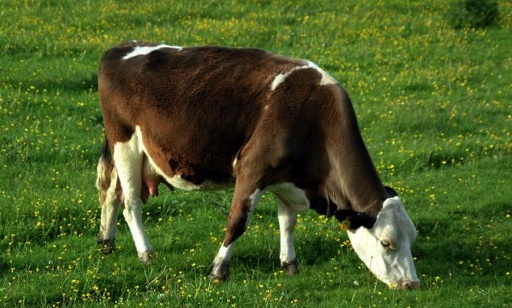 Cow eating green grass