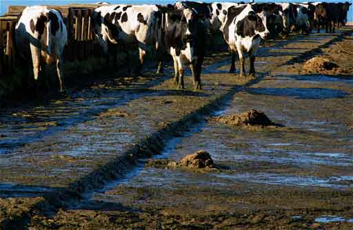 Cows standing in manure while feeding