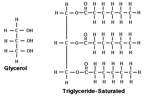 Synthesis of oils phospholipids and steroids