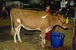 Guenrsey Cow