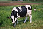 Holstein Cow