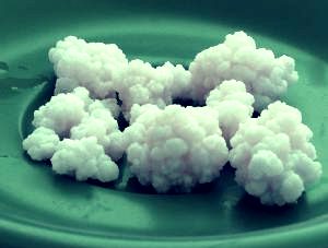 Kefir grains.