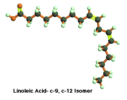 Linoleic Linoleic ball and Stick model