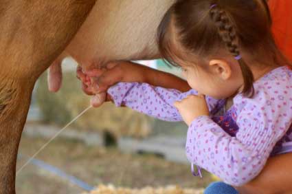 Little Girl Milking Little Girl Milking