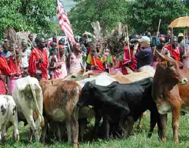 MaasaiCowDonation911 Maasai donating cows to U.S. after 9-11