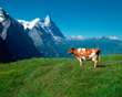 Cow facing mountains