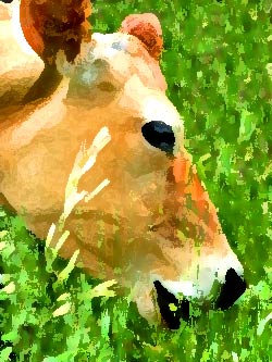 MedPaintedCow Cow digestive tract