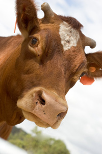 Cow with curious look.