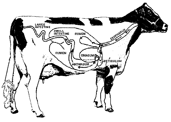 LGOriginalCowDigestive Cow Digestive Tract