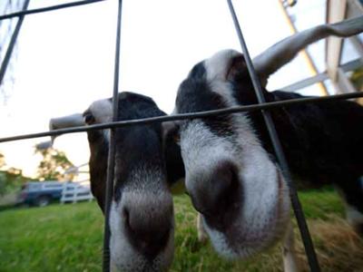 Maya and Shakti, our original flock.