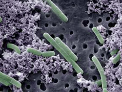 Lactobacillus casei