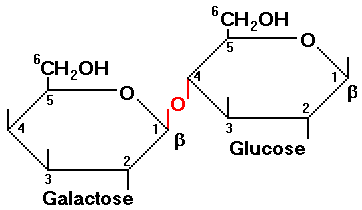 Lactose molecule