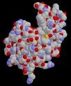 Lysozyme molecule