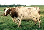 Milking Shorthorn Cow