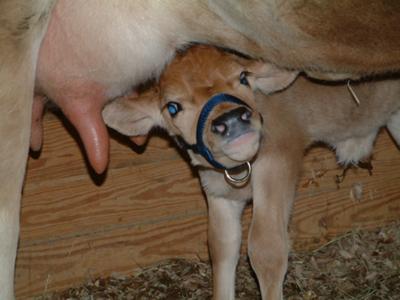 Got real milk?